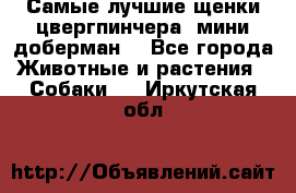 Самые лучшие щенки цвергпинчера (мини доберман) - Все города Животные и растения » Собаки   . Иркутская обл.